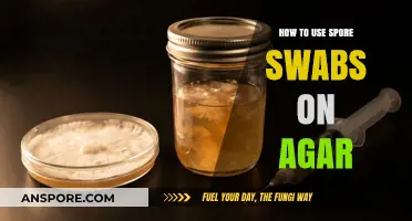 Mastering Spore Swabs: A Step-by-Step Guide to Agar Inoculation