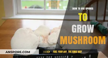 Mastering Mushroom Cultivation: A Beginner’s Guide to Using Spores