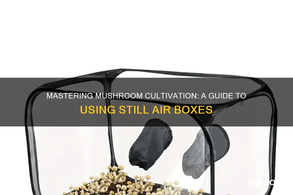 how to use still air box mushrooms