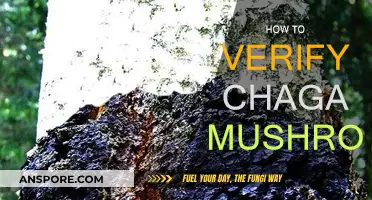 Authenticating Chaga Mushrooms: A Comprehensive Guide