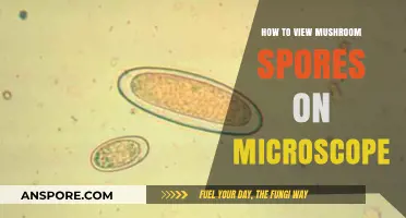 Exploring Mushroom Spores: A Microscope Guide for Beginners
