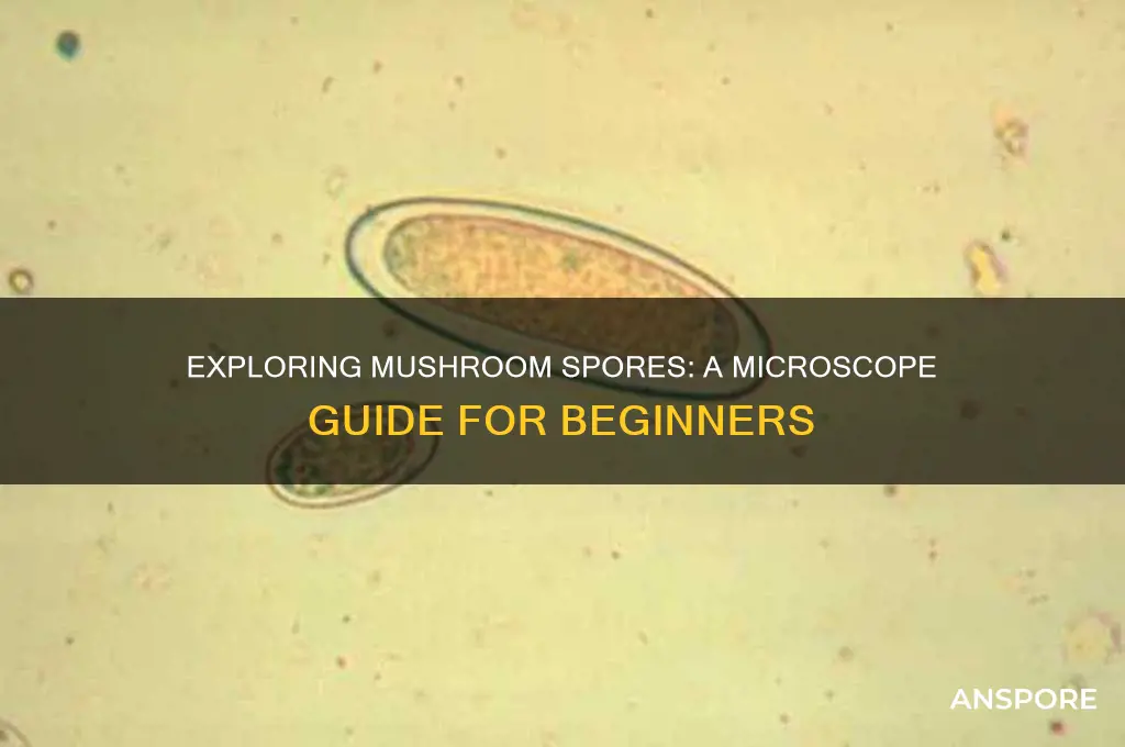 how to view mushroom spores on microscope