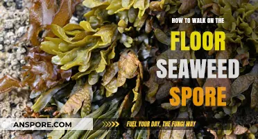 Mastering the Art of Walking on Floor Seaweed Spores Safely