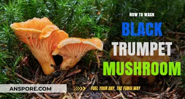 Mastering the Art of Washing Delicate Black Trumpet Mushrooms