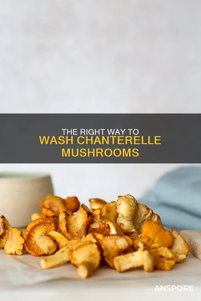 how to wash chanterelle mushrooms