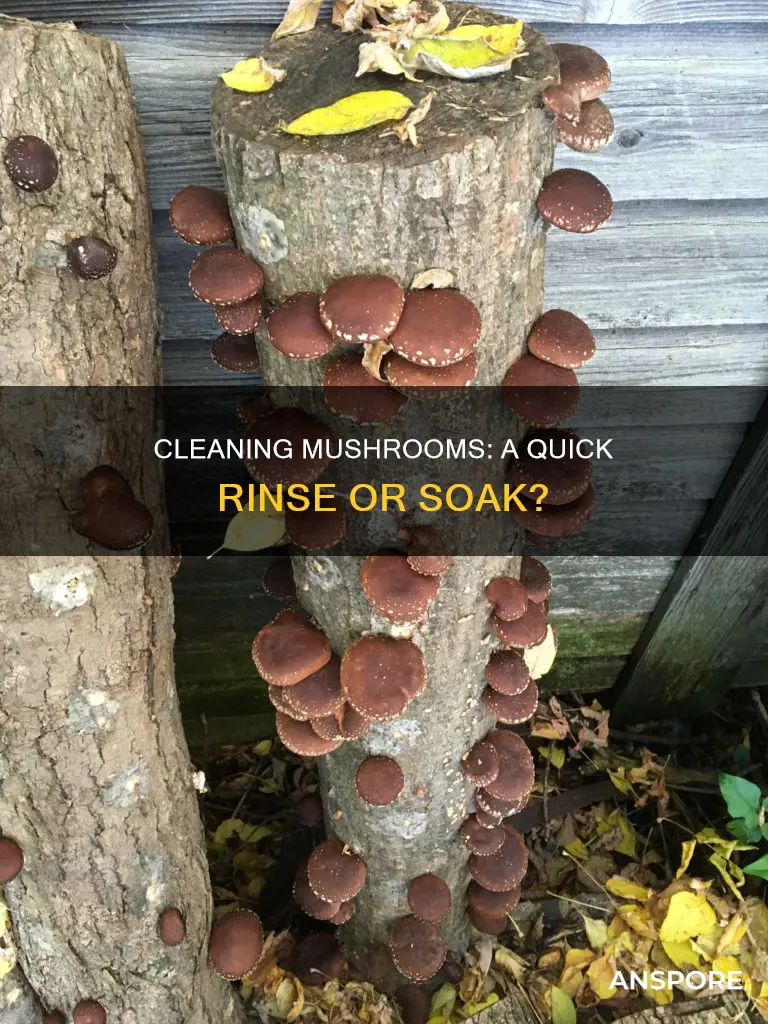 how to wash cut mushrooms