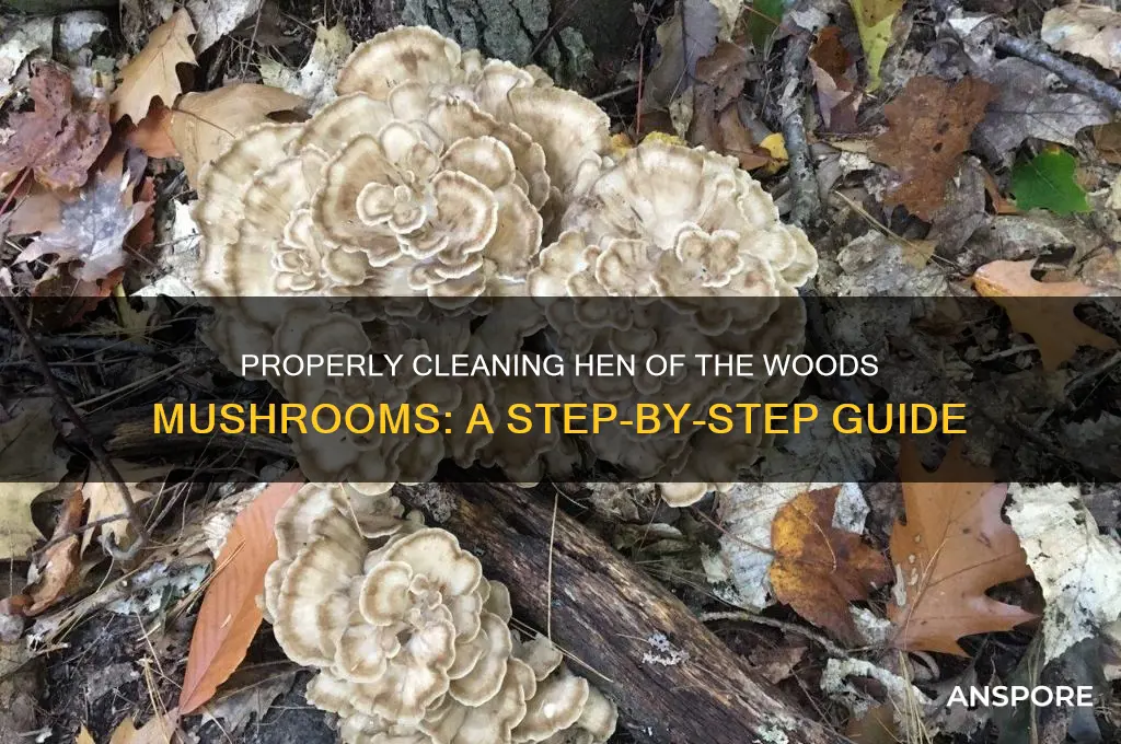 how to wash hen of the woods mushrooms