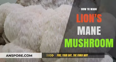 Easy Guide to Washing Lion's Mane Mushrooms for Optimal Freshness