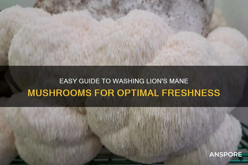 how to wash lion