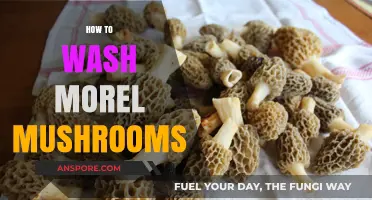 Mastering Morel Mushroom Cleaning: A Step-by-Step Washing Guide