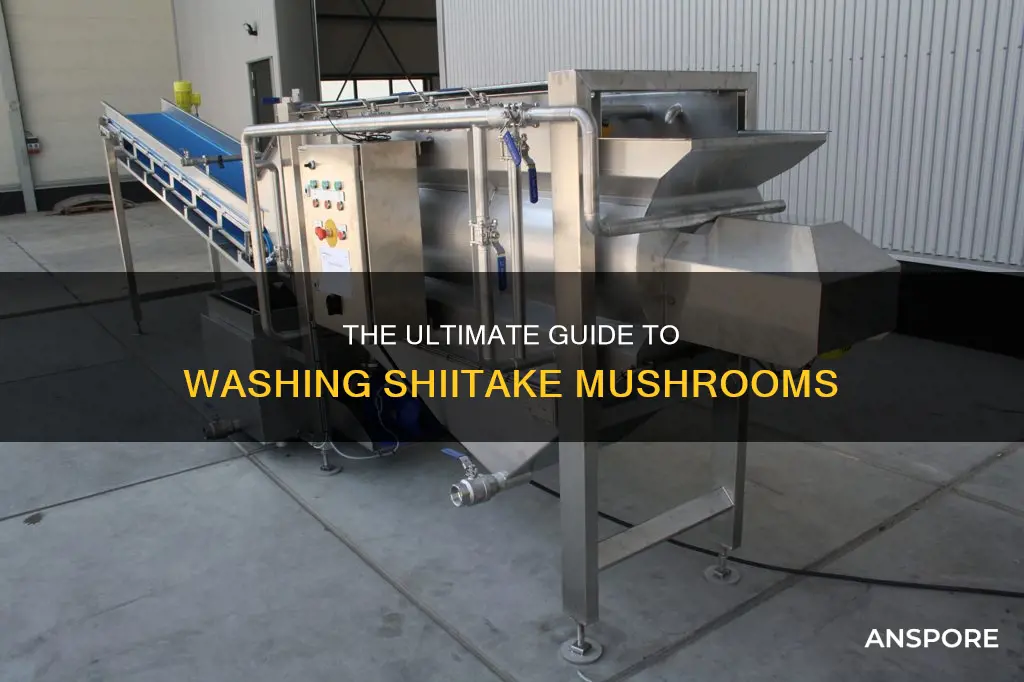 how to wash shiitake mushroom