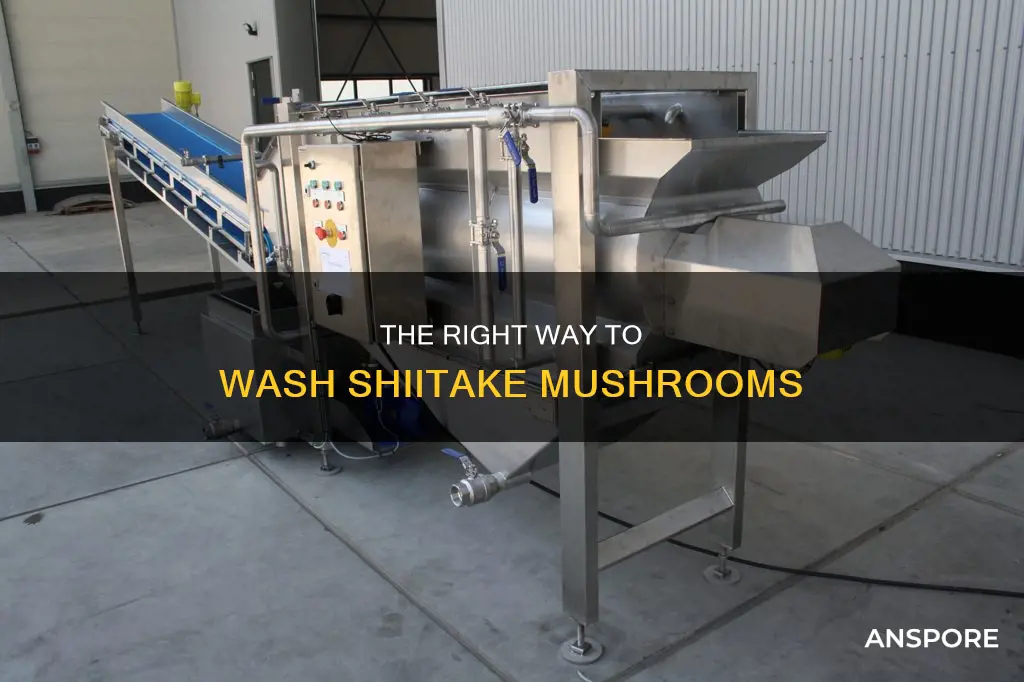 how to wash shiitake mushrooms