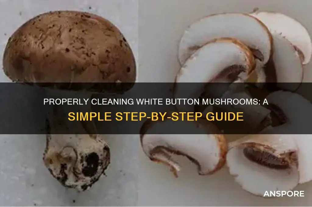 how to wash white button mushrooms