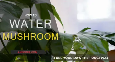 Watering Mushrooms: A Guide to Proper Hydration