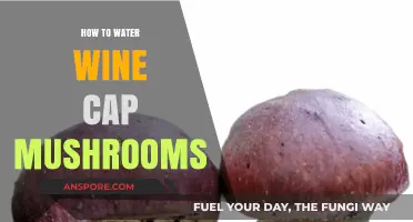 Mastering the Art of Watering Wine Cap Mushrooms for Optimal Growth