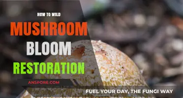 Reviving Wild Mushroom Blooms: Essential Restoration Techniques for Healthy Ecosystems