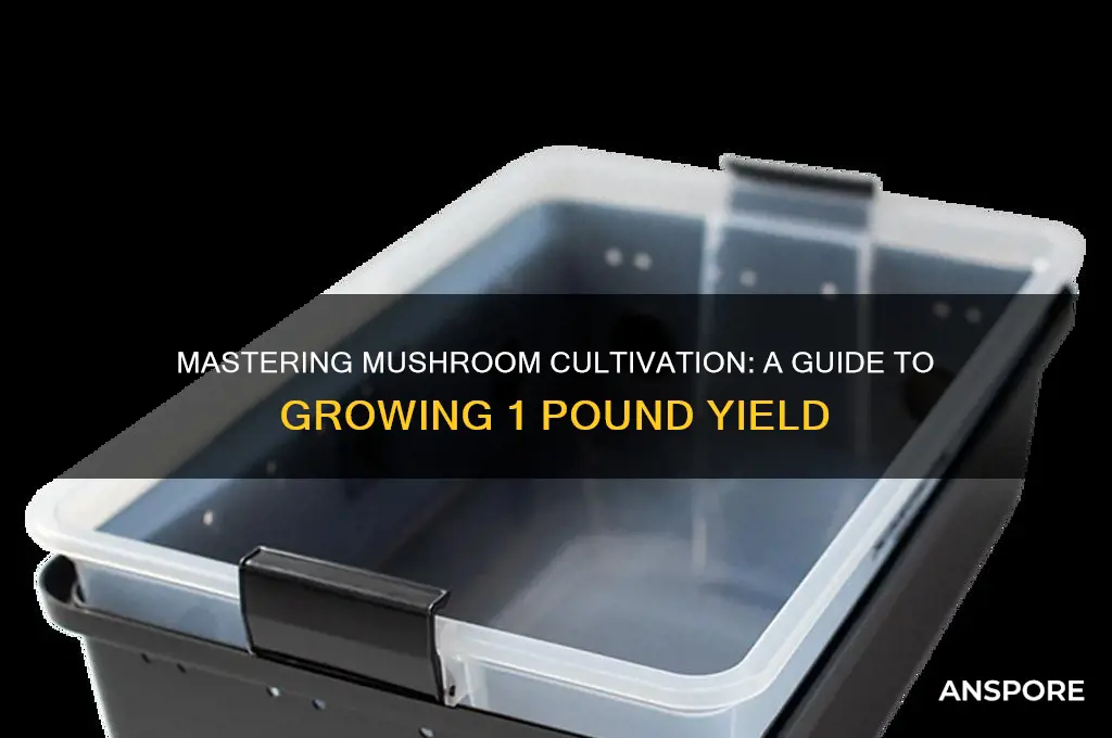 how to yield 1 lbs of mushrooms