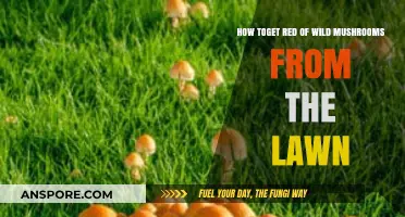 Effective Ways to Eliminate Wild Mushrooms from Your Lawn