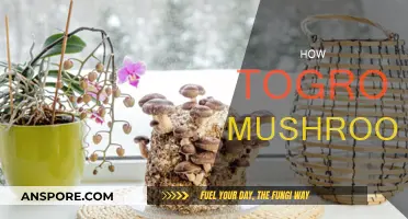 Mushroom Cultivation: A Beginner's Guide to Success