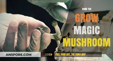 Cultivating Psilocybin Mushrooms: A Comprehensive Guide to Growing Magic Mushrooms