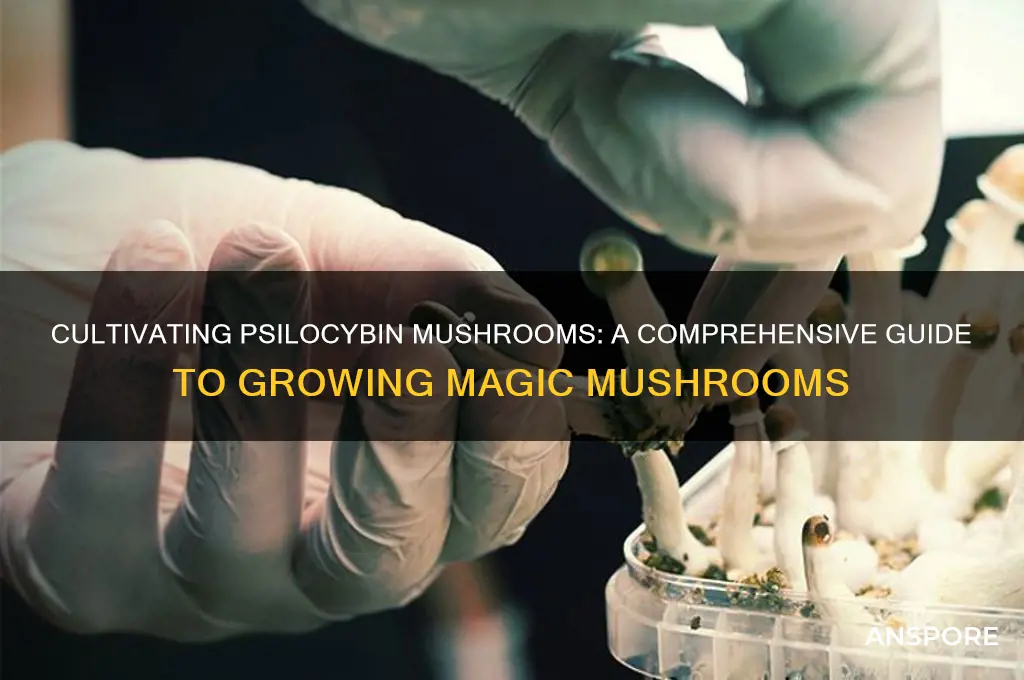 how toi grow magic mushroom