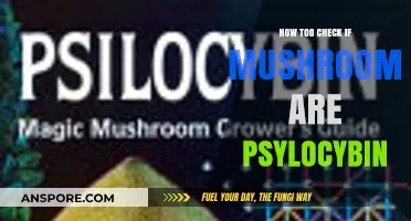 Identifying Psilocybin Mushrooms: A Safe and Accurate Guide