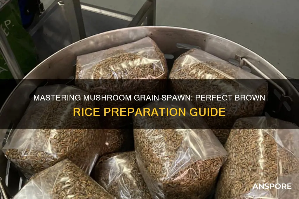 how too prepare brown rice for mushroom grain spawn