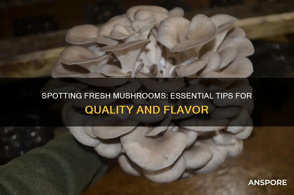 how totell when mushrooms are fresh