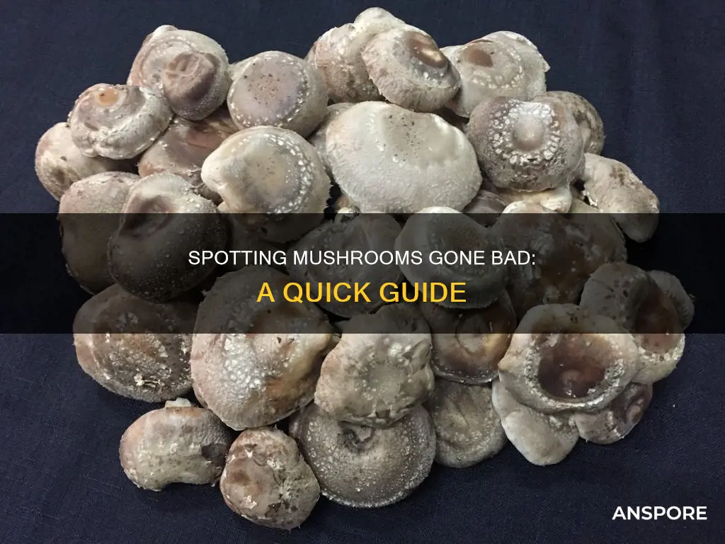 how totellif mushrooms have gonebad