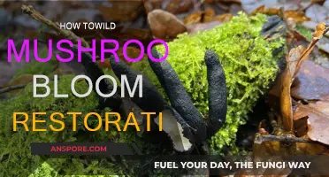 Restoring Nature's Balance: Wild Mushrooms' Revival