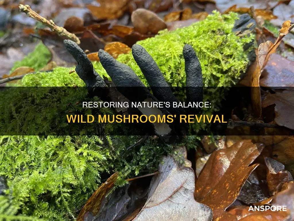 how towild mushroom bloom restoration