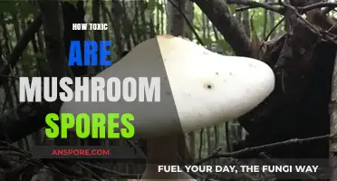 Are Mushroom Spores Harmful? Unveiling Their Toxicity and Risks