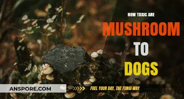 Mushroom Toxicity in Dogs: Risks, Symptoms, and Prevention Tips