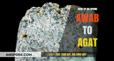 Mastering Spore Awakening: A Step-by-Step Guide to Achieving Agate Formation