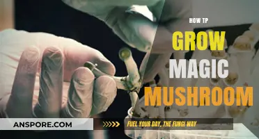 Cultivating Magic Mushrooms: A Comprehensive Guide to Successful Growth