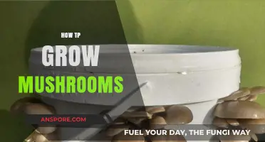 Mastering Mushroom Cultivation: A Beginner's Guide to Growing Mushrooms at Home