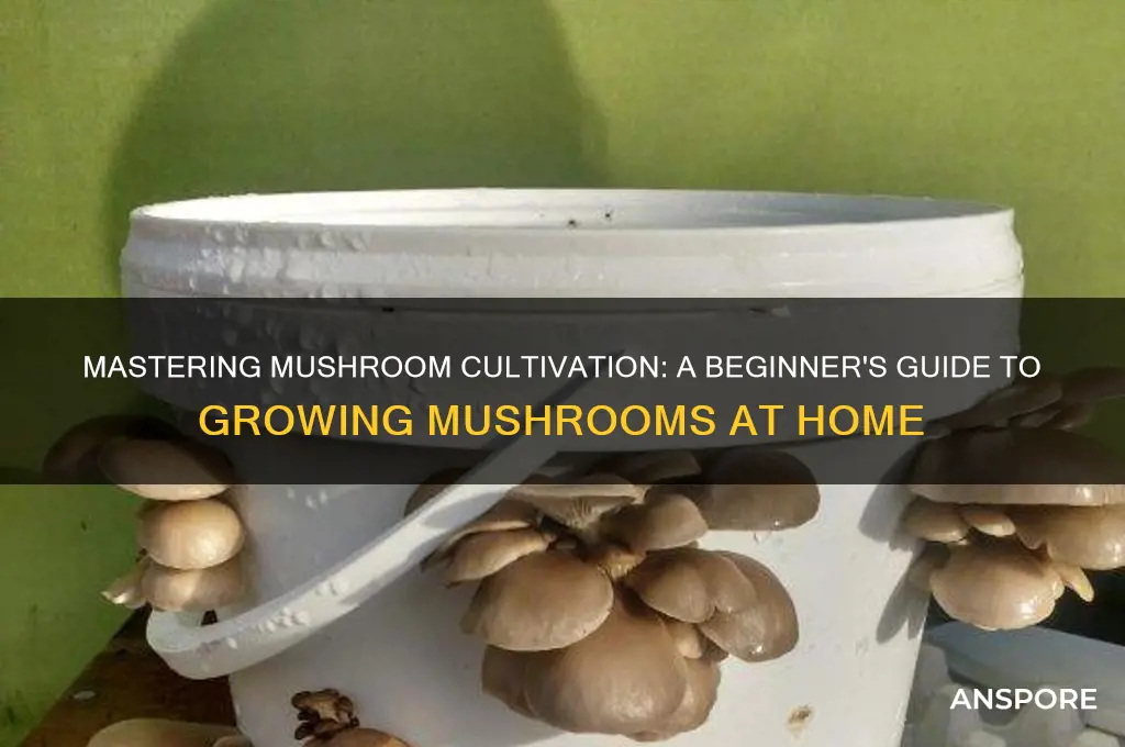 how tp grow mushrooms