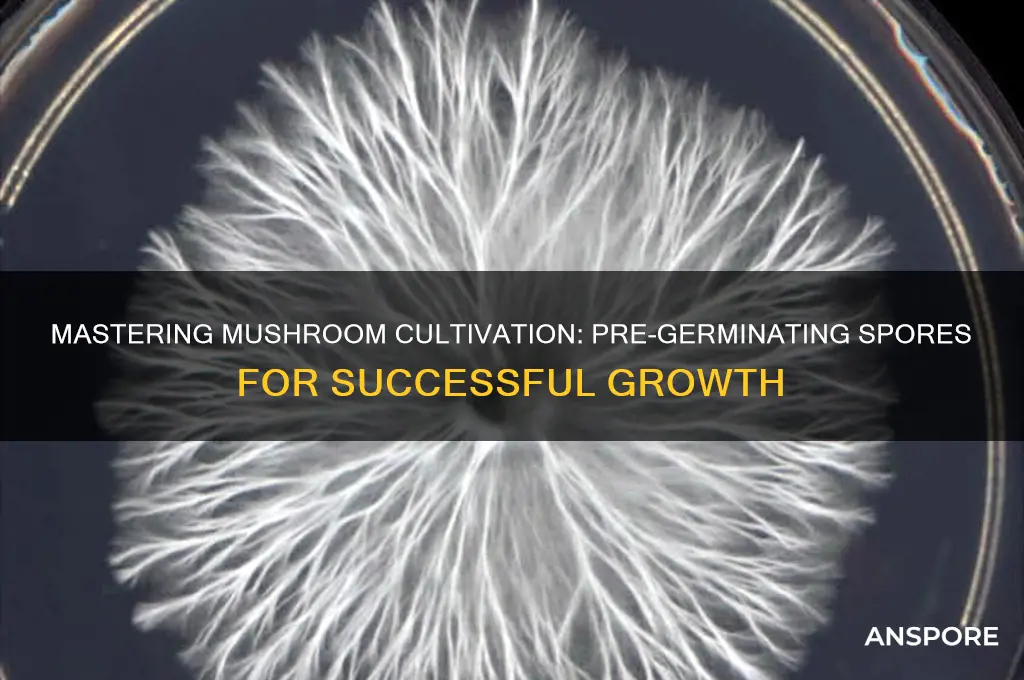 how tp pre germinate mushroom spoors