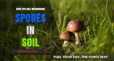 Effective Methods to Eradicate Mushroom Spores in Soil Permanently