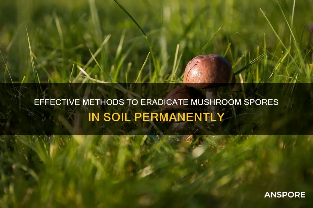 how tpo kill moshroom spores in soil