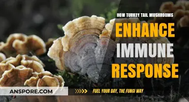 Boost Your Immunity: Turkey Tail Mushrooms' Powerful Health Benefits Revealed