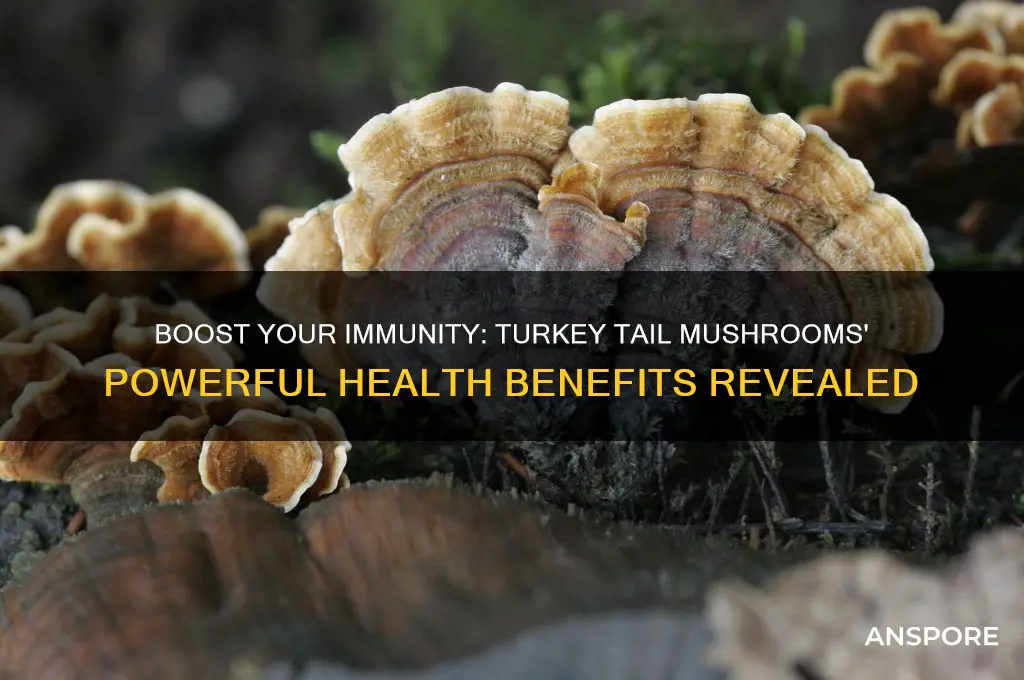 how turkey tail mushrooms enhance immune response