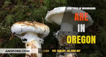 Exploring Oregon's Diverse Mushroom Varieties: A Mycological Adventure