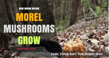 Optimal Temperature Conditions for Morel Mushroom Growth: A Comprehensive Guide