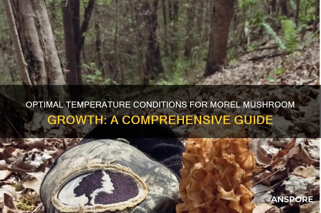 how warm before morel mushrooms grow