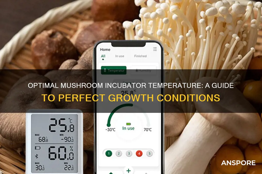 how warm should my mushroom incubatro be