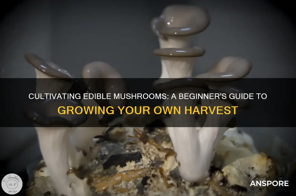 how we can grow edible mushrooms