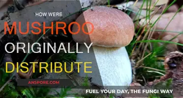 Mushroom Distribution: Ancient Methods and Modern Discoveries