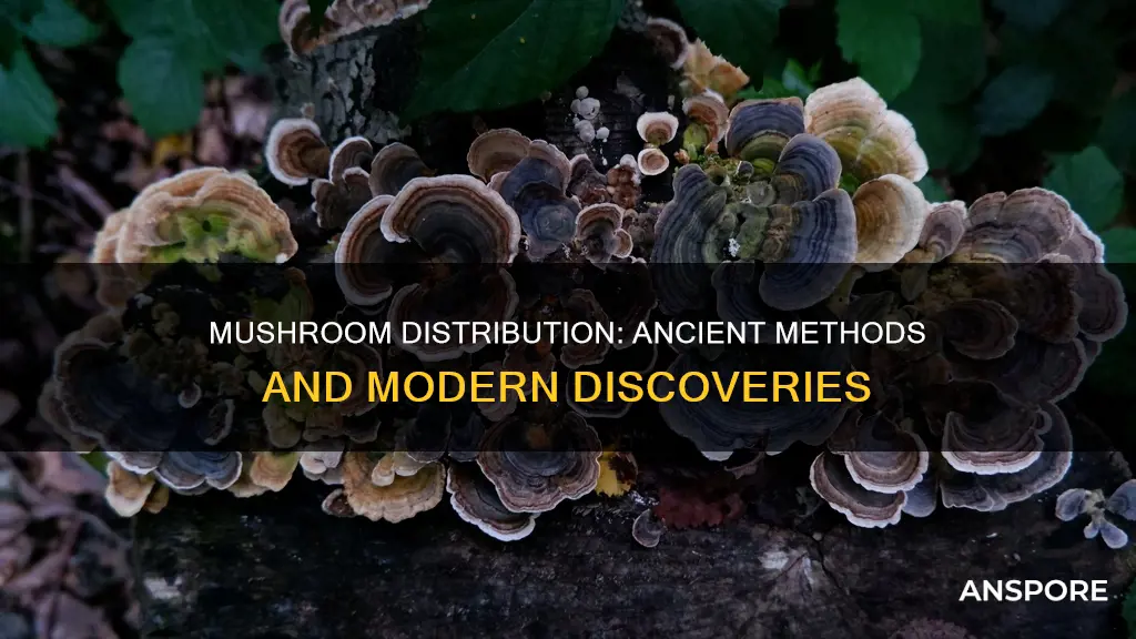 how were mushrooms originally distributed
