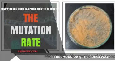 Enhancing Neurospora Mutation Rates: Effective Treatment Methods for Spores